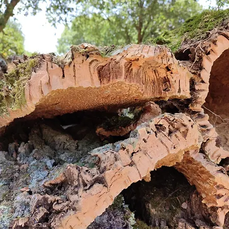 Feriehus Casa Barroca Figueiro Dos Vinhos