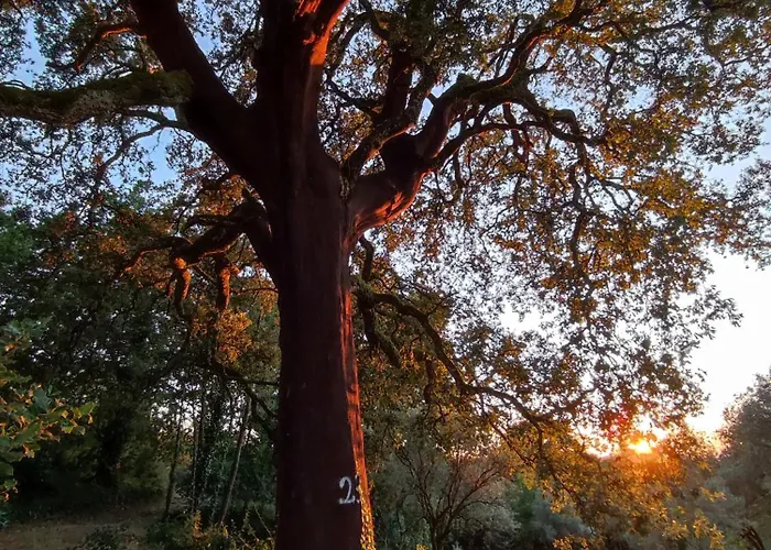 別荘 Casa Barroca *